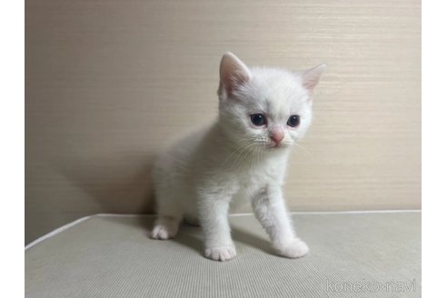 成約済の茨城県のスコティッシュフォールド-70403の2枚目